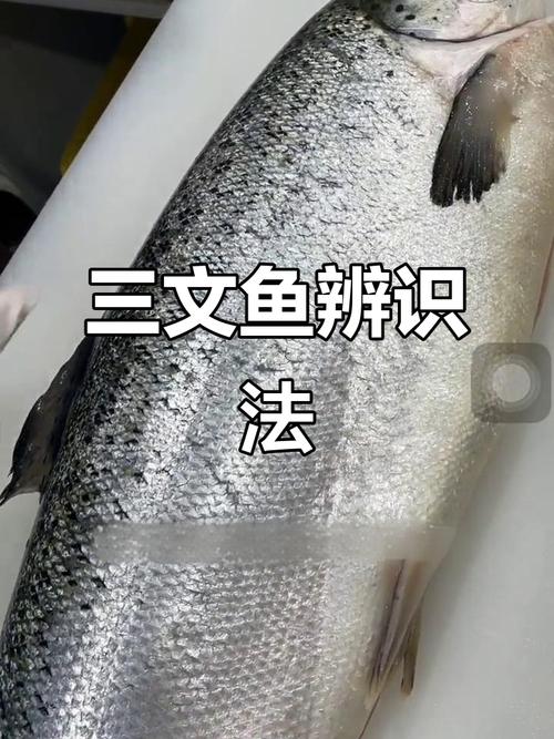 挪威三文鱼是大西洋鲑鱼吗_别买错了！