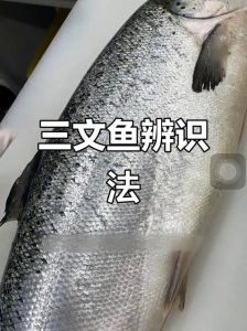挪威三文鱼是大西洋鲑鱼吗_别买错了！