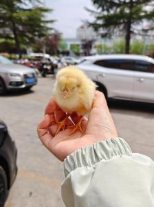 路边买的小鸡能养活吗_小鸡路边摊挑选技巧与保温饲养方法