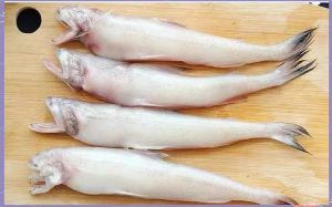 虾孱是什么鱼_五月禁渔虾孱当主角，鲜美时令鱼干受欢迎