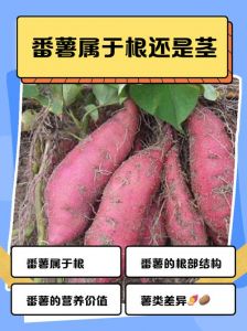 山芋是土豆吗_山芋和地瓜的区别及食用方法