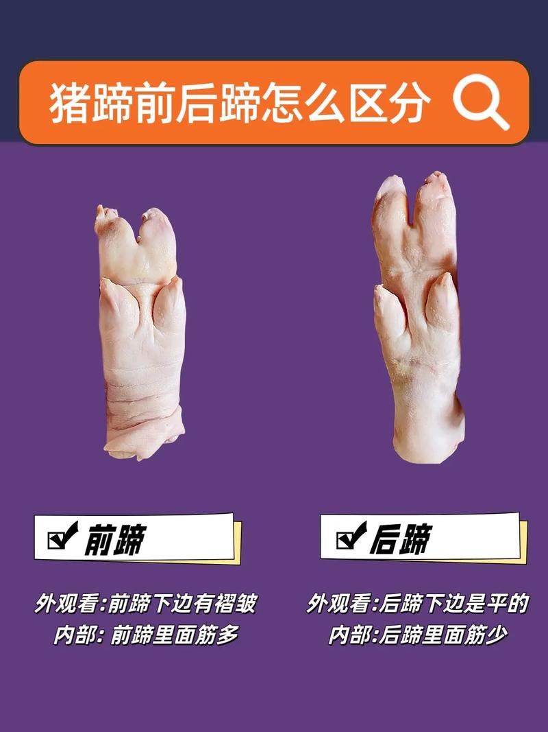 前后猪蹄分辨图图解_红烧炖汤选对猪蹄！
