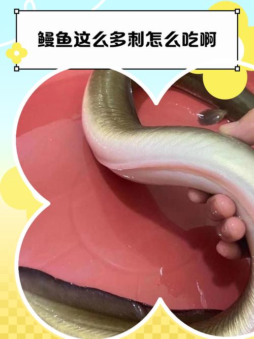 鳗鱼腥味重吗_去腥又营养！河鳗星鳗怎么吃？