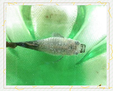 孔雀鱼鱼鳍部位发白_孔雀鱼鱼鳍发白怎么办？