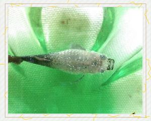 孔雀鱼鱼鳍部位发白_孔雀鱼鱼鳍发白怎么办？