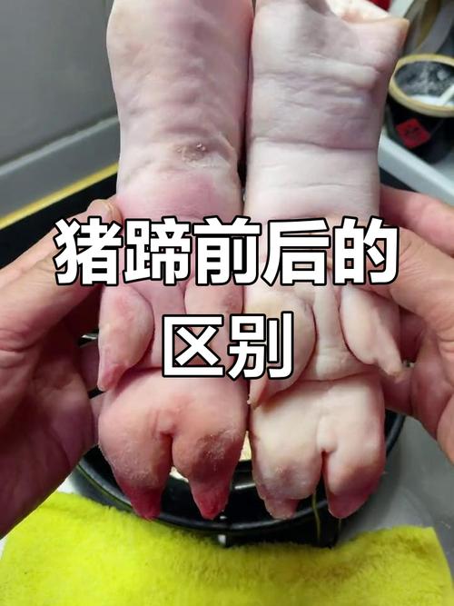 前后猪蹄分辨图图解_红烧炖汤选对猪蹄！