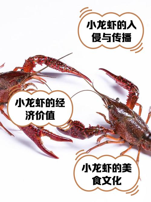 鳌虾可以深水养吗_浅水好养虾，侧翻不一定是坏事