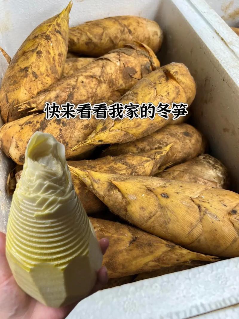 冬笋为什么涩口_冬笋涩味多因草酸单宁,成熟采收处理都有关 冬笋为什么涩口_冬笋涩味多因草酸单宁,成熟采收处理都有关