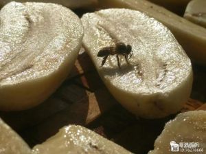 干掉的芭蕉汁怎么处理_爆炸盐热水洗芭蕉渍，小苏打除顽固污渍