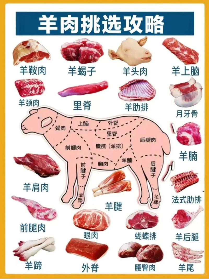 羊的部位名称大全图解_颈卤烤上脑火锅里脊煎腩肉红烧