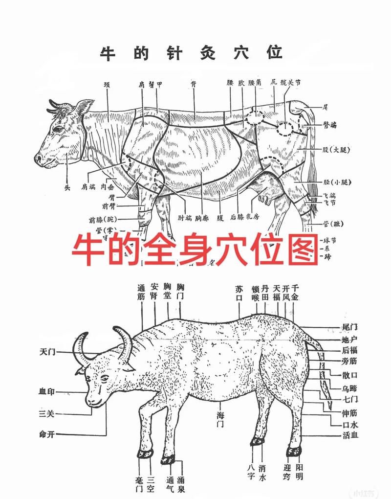 牛的淋巴结的位置图_牛淋巴结检疫与淋巴肉辨别