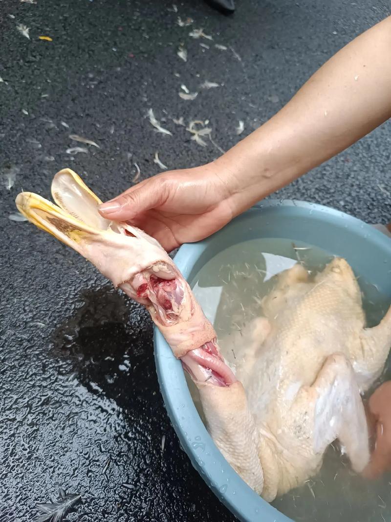 鸭子身上的毛拔不干净怎么办_控好水温，鸭毛轻松拔