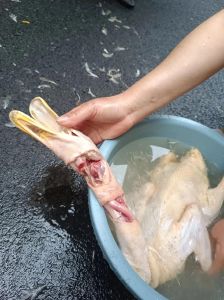 鸭子身上的毛拔不干净怎么办_控好水温，鸭毛轻松拔