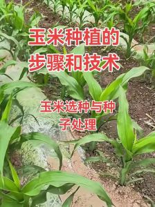 玉米种怎么挑选_选对玉米种子，丰收没烦恼！