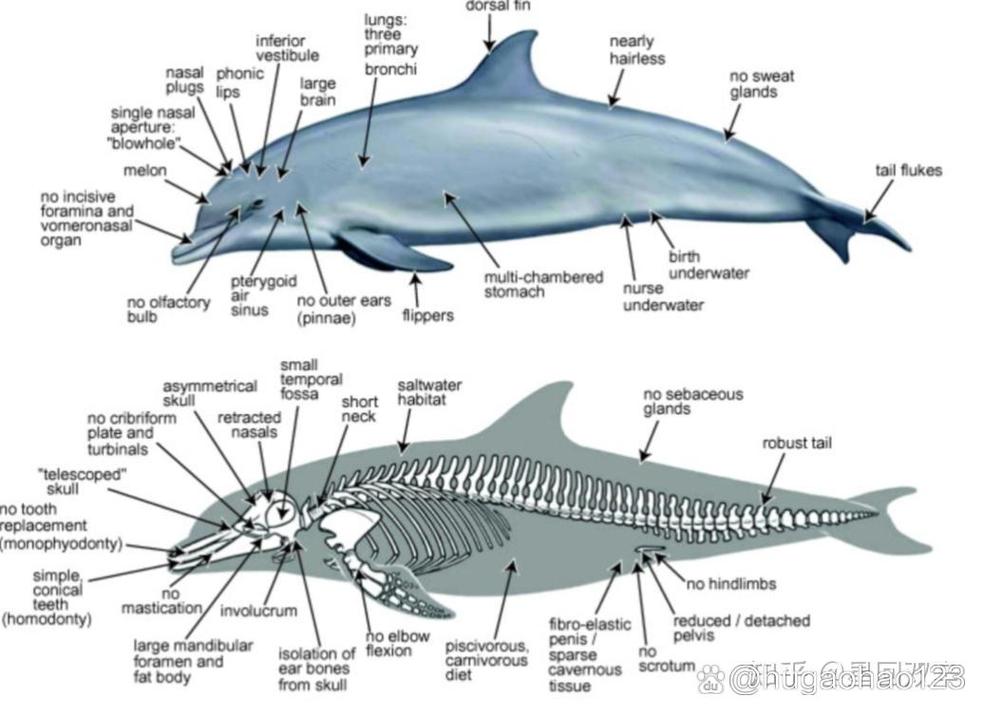 鲸鱼各个部位叫什么_鲸鱼鳍尾助游动，感官独特适水中