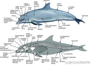 鲸鱼各个部位叫什么_鲸鱼鳍尾助游动，感官独特适水中