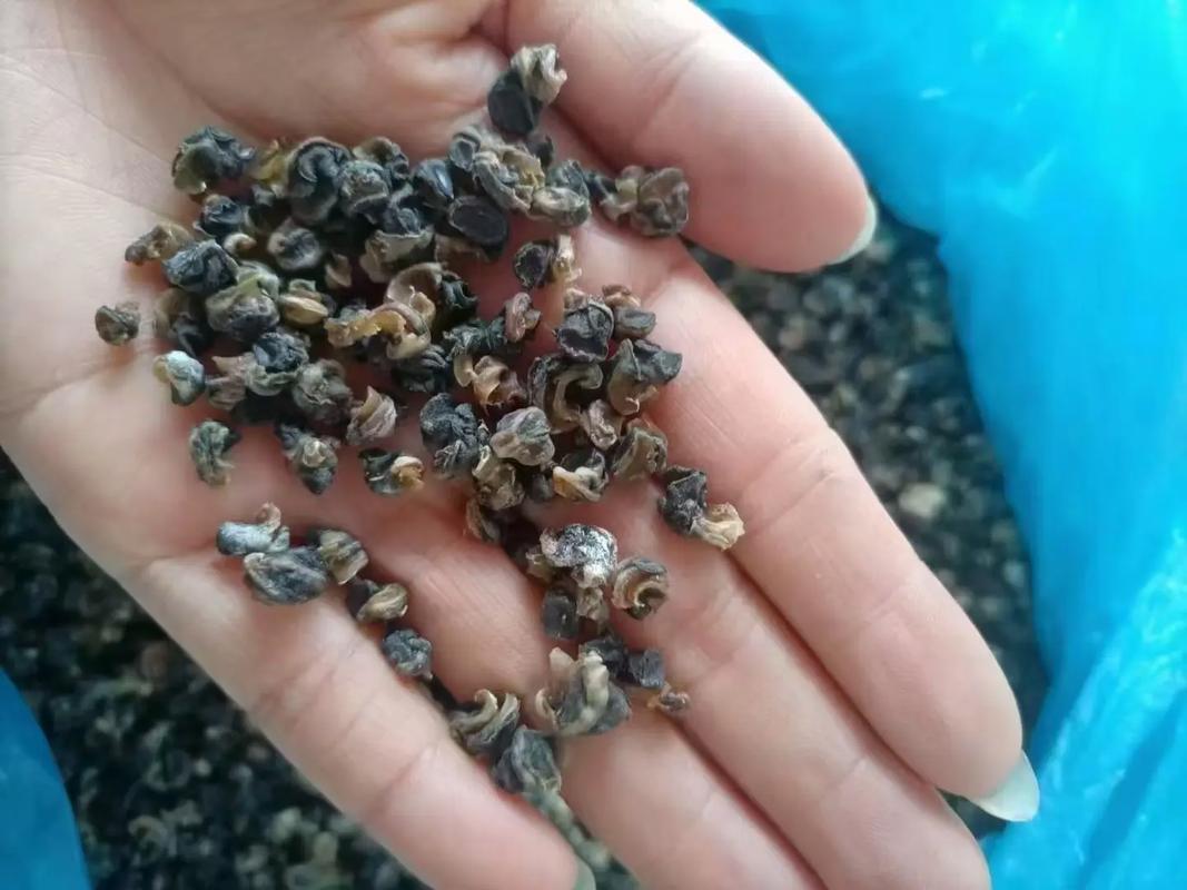 螺肉片嘌呤高吗_痛风患者慎食螺肉,高嘌呤易诱发痛风 螺肉片嘌呤高吗_痛风患者慎食螺肉,高嘌呤易诱发痛风