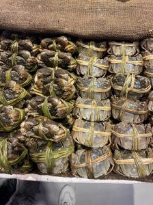 石蟹科为什么不是螃蟹_深海与浅海的不同世界