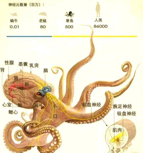 章鱼就是乌贼吗_章鱼乌贼是亲戚？区别大了！