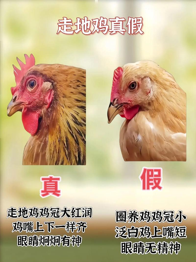 蜜汁鸡和童子鸡有啥区别_甜咸酥嫩，简单美味！