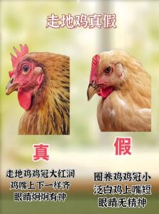 蜜汁鸡和童子鸡有啥区别_甜咸酥嫩，简单美味！