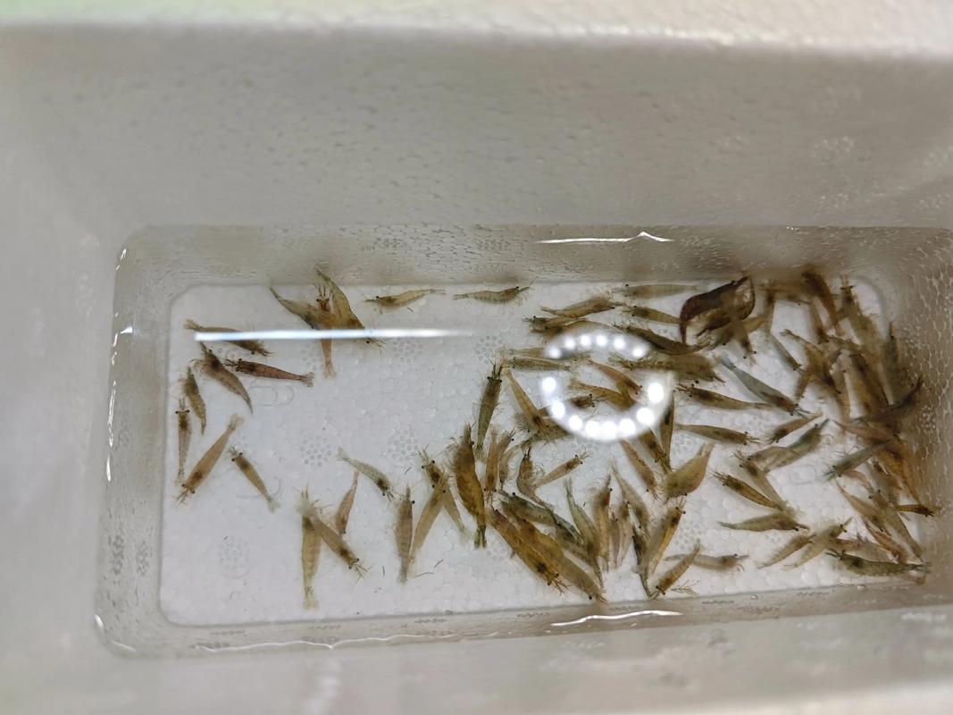 养黑壳虾需要增氧吗_黑壳虾在家养，无氧易缺氧，好水低密喂，控温种水草