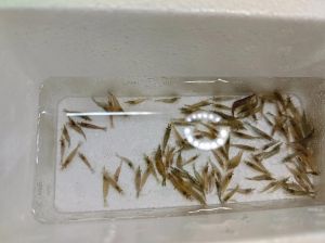 养黑壳虾需要增氧吗_黑壳虾在家养，无氧易缺氧，好水低密喂，控温种水草