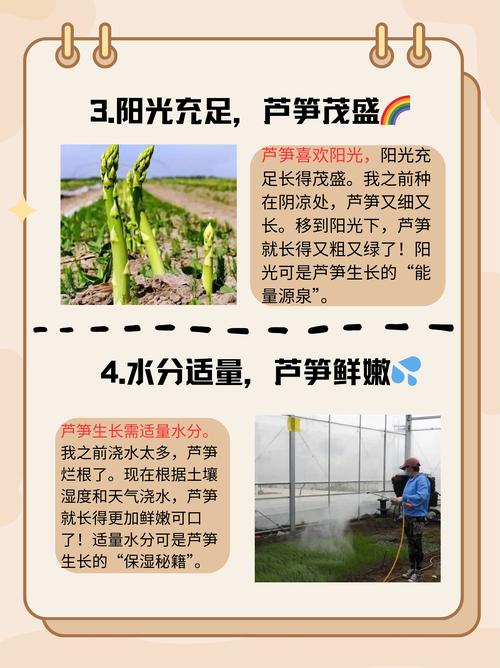 芦笋生长过程图解_春天吃芦笋,脆嫩营养! 芦笋生长过程图解_春天吃芦笋,脆嫩营养!