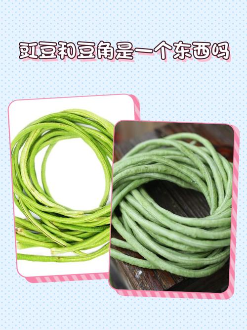 豇豆怎么判断熟没熟_豇豆熟了怎么判断?颜色深绿易戳透 豇豆怎么判断熟没熟_豇豆熟了怎么判断?颜色深绿易戳透