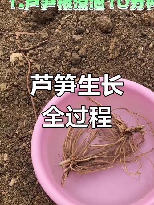 芦笋生长过程图解_春天吃芦笋,脆嫩营养! 芦笋生长过程图解_春天吃芦笋,脆嫩营养!