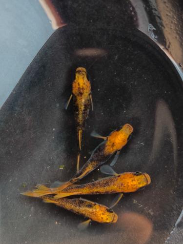 观背青鳉鱼耐冷水吗_青鳉养殖水温注意,别养错啦! 观背青鳉鱼耐冷水吗_青鳉养殖水温注意,别养错啦!