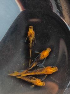 观背青鳉鱼耐冷水吗_青鳉养殖水温注意，别养错啦！