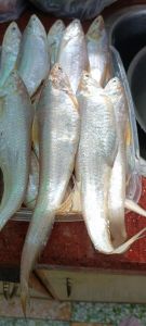 凤尾鱼鱼刺多吗_凤尾鱼去刺做法多，炸着吃香脆怀旧