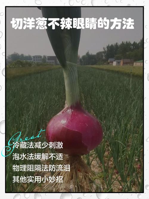 怎么防止切洋葱辣眼睛_洋葱刺激眼?冷藏快切戴眼镜,科学防刺! 怎么防止切洋葱辣眼睛_洋葱刺激眼?冷藏快切戴眼镜,科学防刺!
