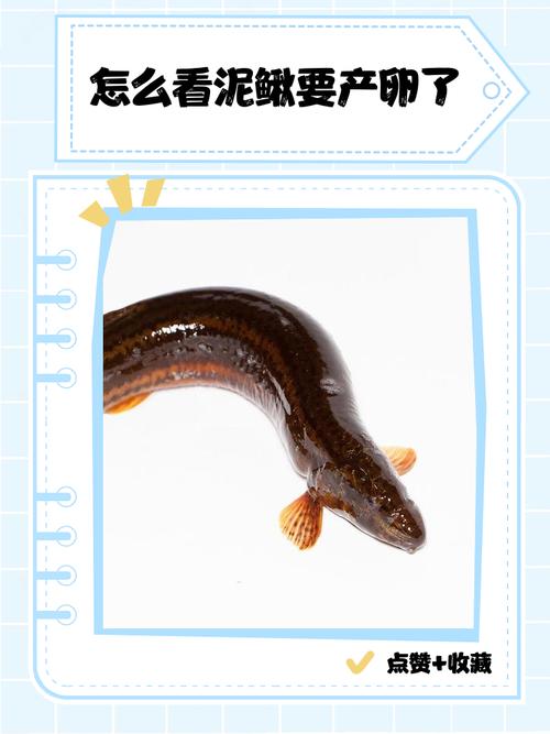 沙鳅和泥鳅的区别图_长江鱼种差异及保护