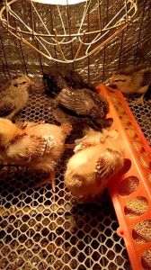 鸡刚出生有毛吗_小鸡绒毛多，5天长翅毛，换毛停蛋，羽毛做鸡毛掸子