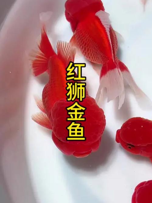 金鱼是冷水鱼吗_金鱼温度要求及加热棒使用指南