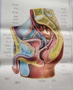前列腺在哪个部位示意图_前列腺增生困扰中老年，定期检查很重要！