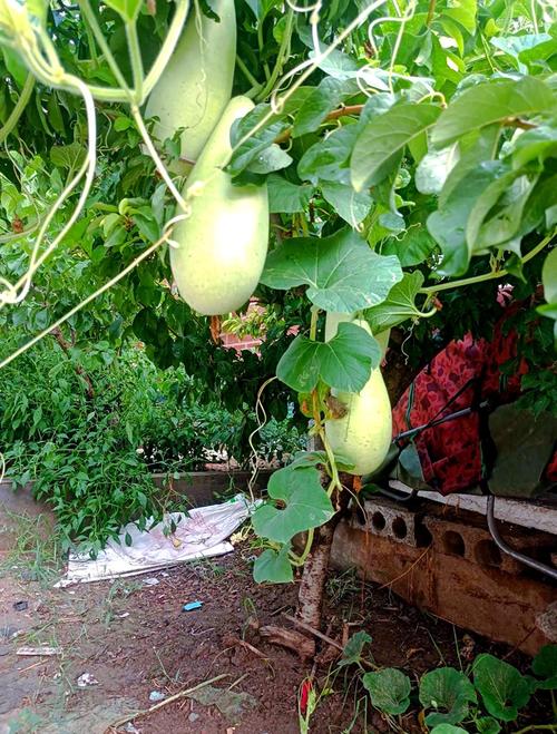 瓠子几分钟熟_瓠子煮多久熟透？炒多久正好？