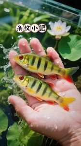 小鲃鱼是冷水鱼吗_小鲃鱼与青鳉鱼的适应性