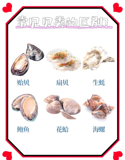 毛贝和扇贝有什么区别_毛贝和扇贝有何不同？
