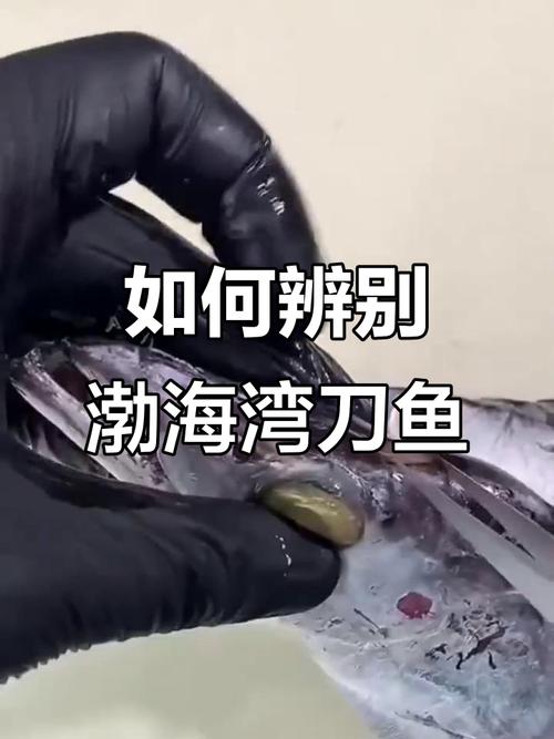刀鱼和带鱼是一种鱼吗_刀鱼带鱼有啥区别? 刀鱼和带鱼是一种鱼吗_刀鱼带鱼有啥区别?
