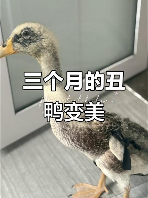 鸭子换毛怎么辨别_鸭毛颜色变化与换毛管理 鸭子换毛怎么辨别_鸭毛颜色变化与换毛管理