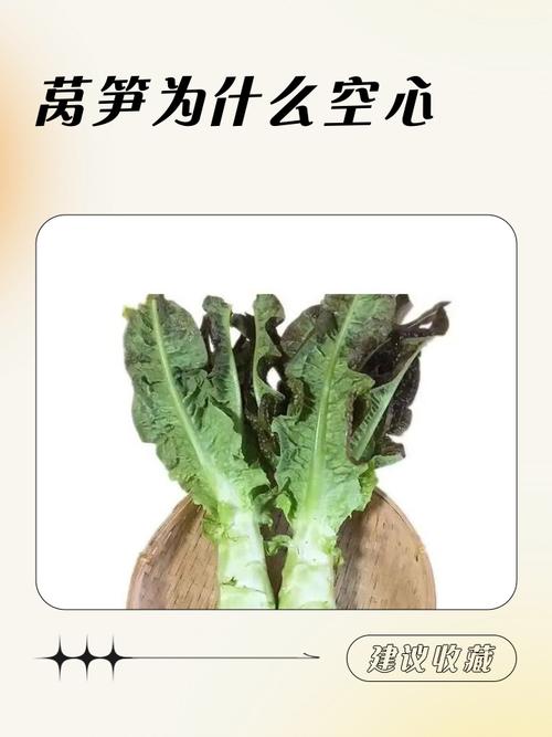 莴笋空心是不是坏了_挑莴笋看颜色掂重量,变质变软长斑要丢弃 莴笋空心是不是坏了_挑莴笋看颜色掂重量,变质变软长斑要丢弃