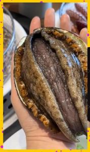 鲍鱼煮越久会越硬吗_干鲍先泡发，小火慢炖别太狠，壳可熬汤提鲜