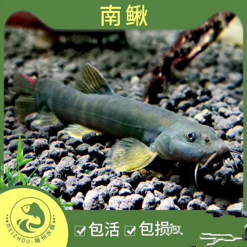 沙鳅和泥鳅的区别图_长江鱼种差异及保护