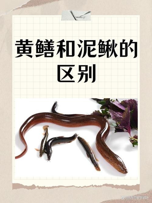 沙鳅和泥鳅的区别图_长江鱼种差异及保护