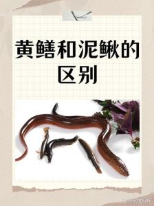 沙鳅和泥鳅的区别图_长江鱼种差异及保护