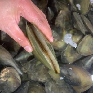 海鲜带子为什么叫带子_高蛋白低脂海鲜，清蒸烧烤皆美味！