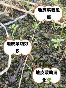 地菜南北方味道不一样啊_南北荠菜风味不同，皆美味营养
